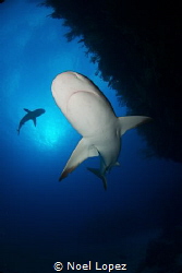 Caribean Reef Shark, nikon D800E, tokina lens 10-17mm at ... by Noel Lopez 